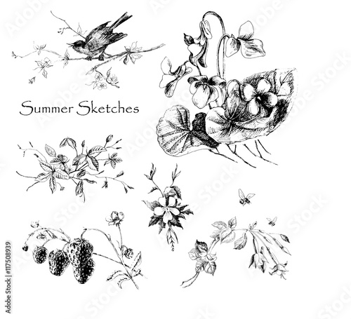 Set Summer Sketches. Forest vignettes, miniatures. Vector illustration. Hand drawn.