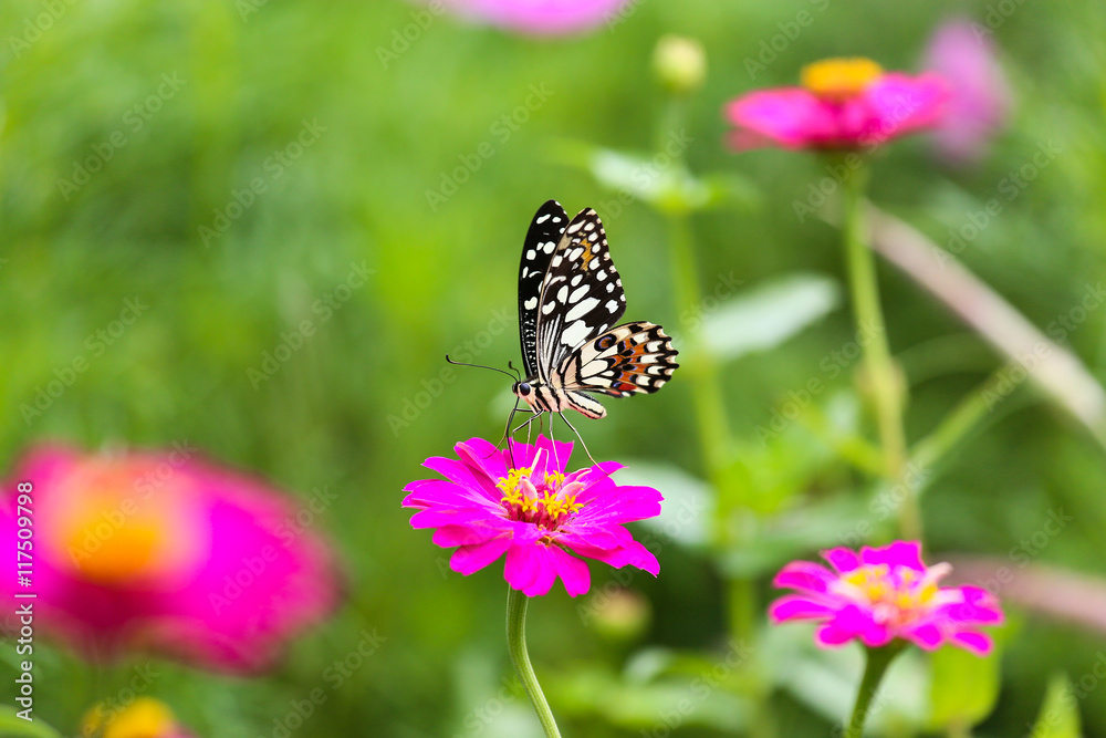 Butterfly in garden and flying to many flowers in garden, Beautiful butterfly in colorful garden or insect farm, Animal or insect life in the nature and empty area for text to support presentation. Butterfly in garden and flying to many flowers in garden, Beautiful butterfly in colorful garden or insect farm, Animal or insect life in the nature and empty area for text to support presentation.