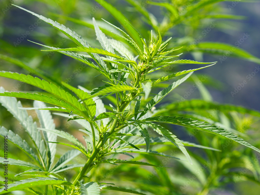 Fototapeta premium Cannabis on sun light