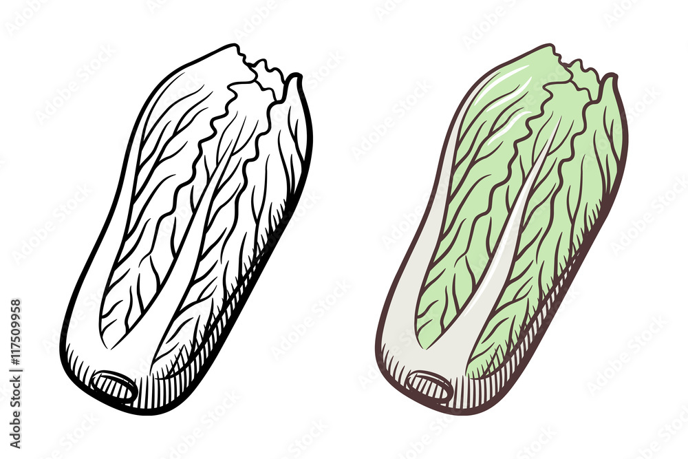 Chinese Cabbage Clipart