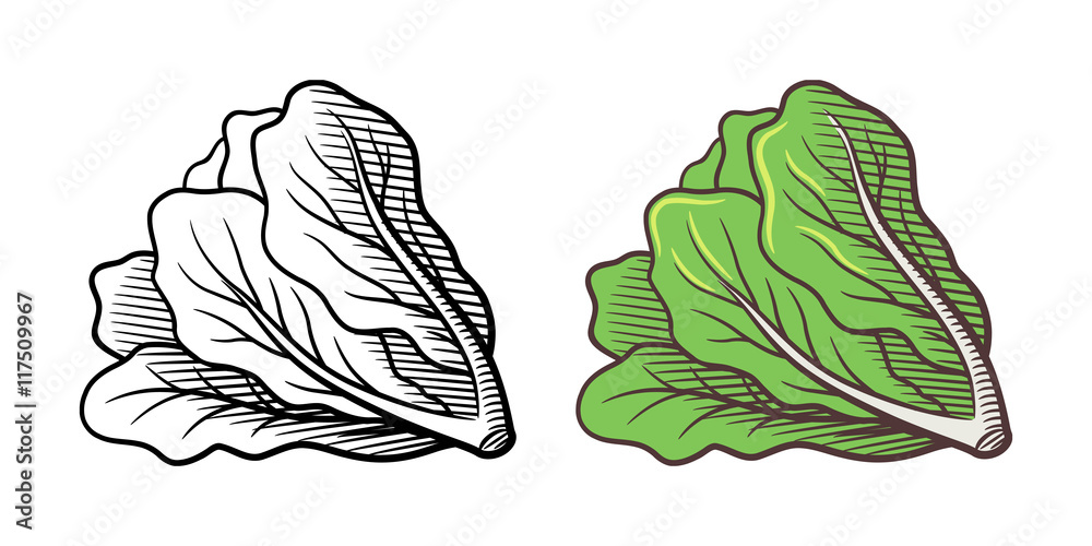 Lettuce Leaf Outline