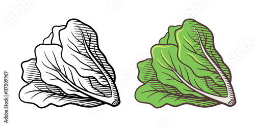 Stylized illustration of lettuce. Vector, isolated on white. Outline and colored version