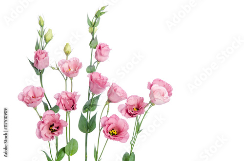 Beautiful pink eustoma flowers isolated on white background © Soyka