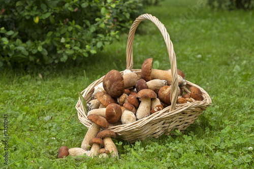 Mushrooms porcini in the wicker basket on the green grass. Wicker basket with mushrooms. Mushrooms porcini. Mushrooms porcini in the forest.