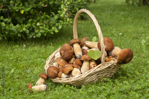 Mushrooms porcini in the wicker basket on the green grass. Wicker basket with mushrooms. Mushrooms porcini. Mushrooms porcini in the forest.