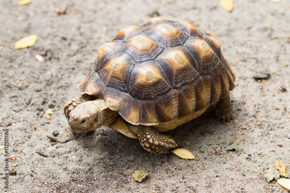 Turtle on the wild safari park. Turtle on the wild safari park.