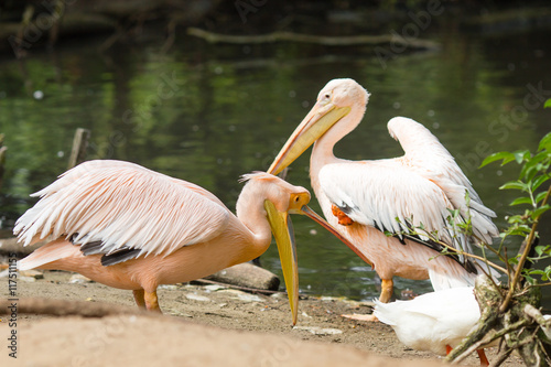 Pelican. Big bird on the beautifyl. © gitusik