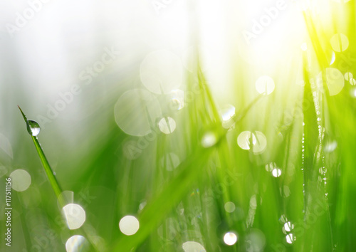 Fresh spring bokeh and green grass with dew drops. Soft Focus. Abstract Nature Background