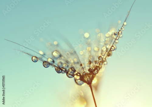 Dew drops on a dandelion seed at sunrise close up