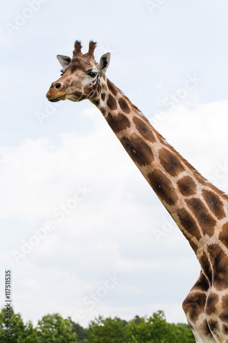 Giraffe portrait wild zoo. Close up shot.
