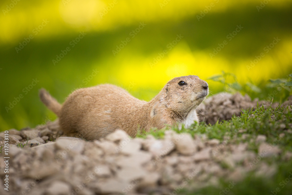 Very cute black tailed prairie dog (Cynomys ludovicianus) Very cute black tailed prairie dog (Cynomys ludovicianus)