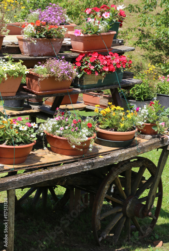 old wooden wagon with many pots of flowers © ChiccoDodiFC