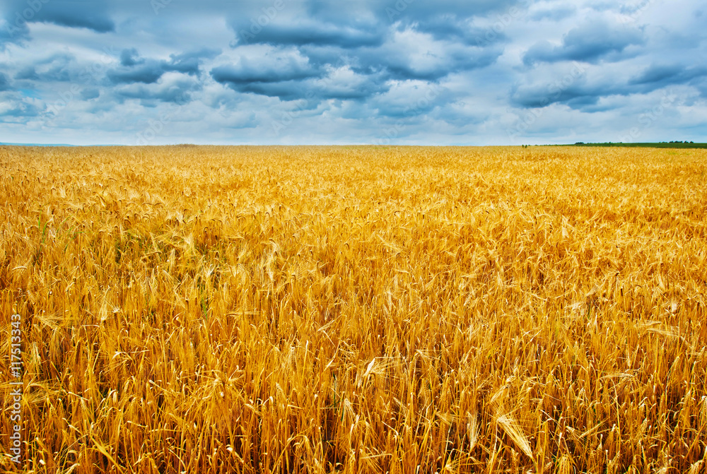 Naklejka premium wheat