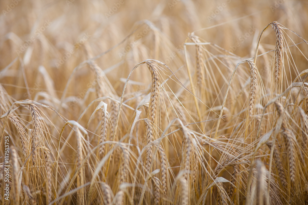 Fototapeta premium Ripe barley (lat. Hordeum) on a field lit with warm morning suns