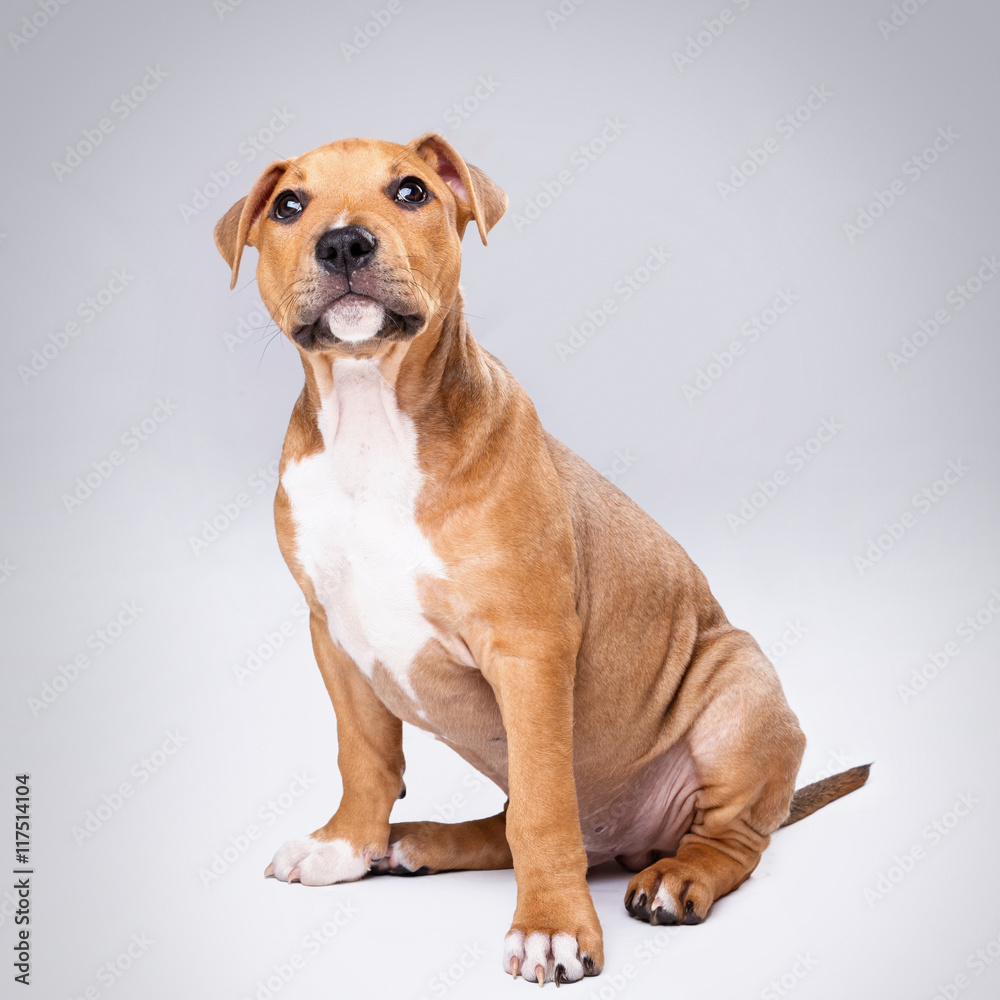 Cute staffordshire terrier puppy