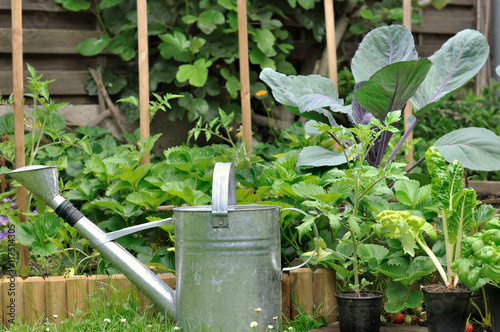 arrosoir devant plantes potagères