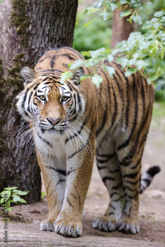 Fototapeta Naklejka Na Ścianę i Meble -  Tiger