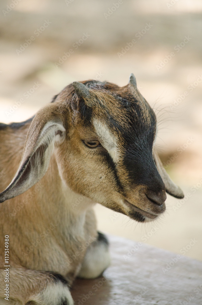 brown domestic goat