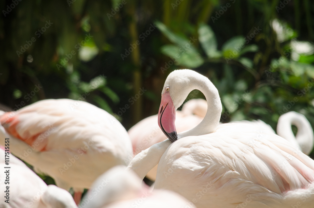 Fototapeta premium Pink flamingo