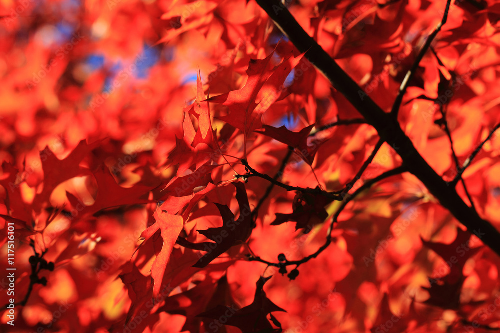autumn leaves background