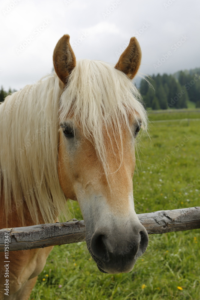 Obraz premium Haflinger horse grazing