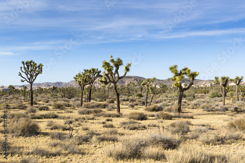 Joshua-Tree