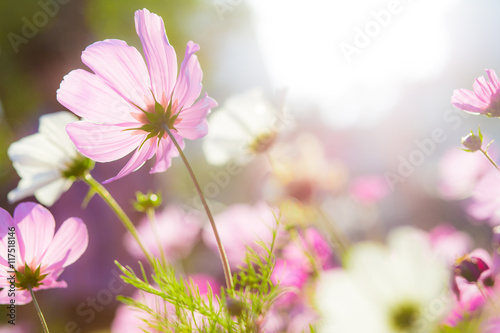 Fototapeta Naklejka Na Ścianę i Meble -  Cosmo flower