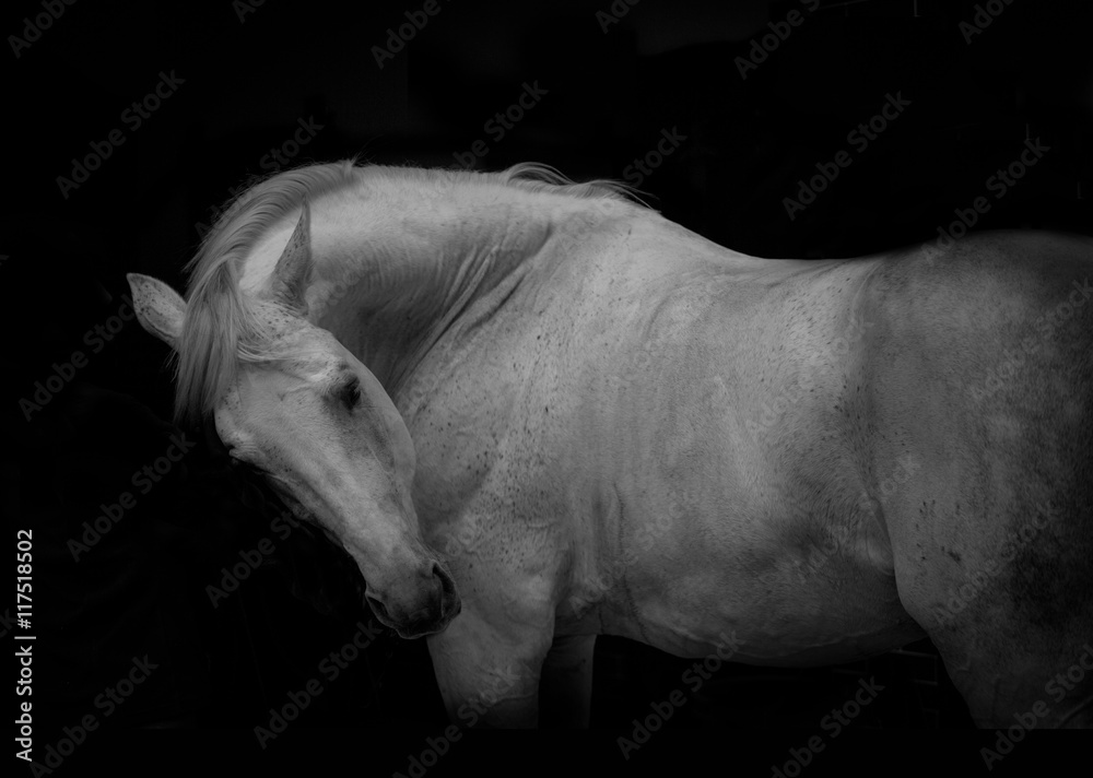 Fototapeta premium portrait of the white horse on the black background