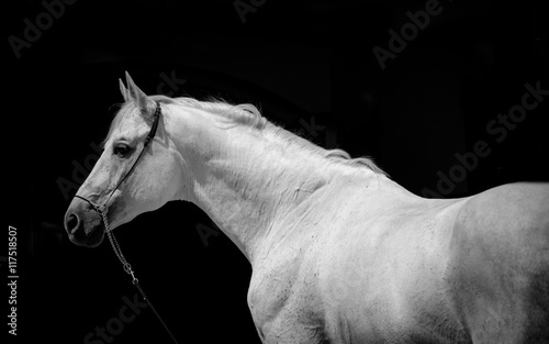 Fototapeta Naklejka Na Ścianę i Meble -  portrait of the white horse on the black background