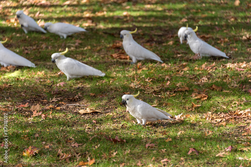 Sulphur crested Cockatoo on a green grass with autumn leaves. White and yellow birds on autumn background