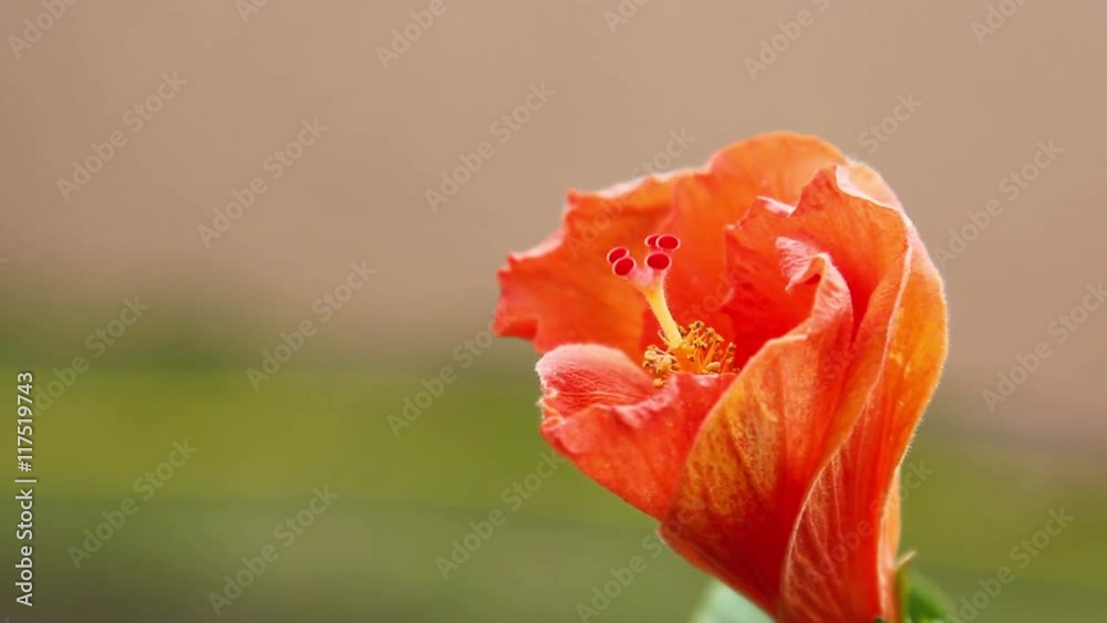 Hibicus ao vento. (Flor com desenho de rosto feminino em seu interior)