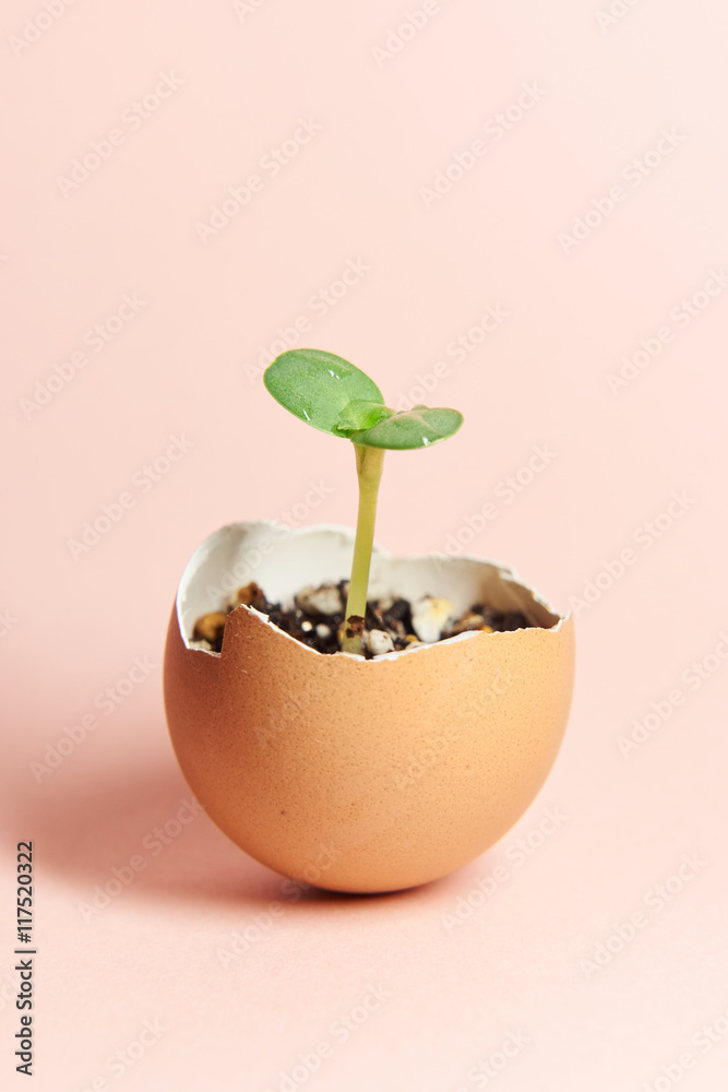 卵の殻を再利用したふたばの新芽が発芽するエコロジーイメージ Stock 写真 Adobe Stock