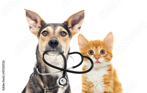 dog and a cat and a stethoscope