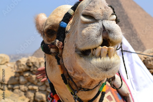 Camel smiling