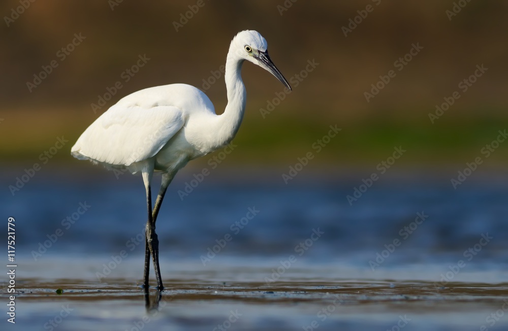 Little egret (Egretta garzetta), single bird standing in water