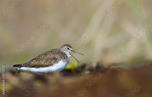 Green sandpiper on the ground (Tringa ochropus)