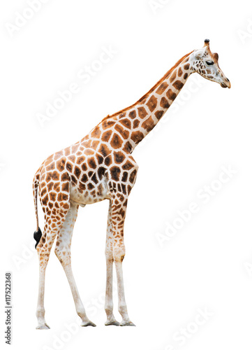 Giraffe isolated on white background 