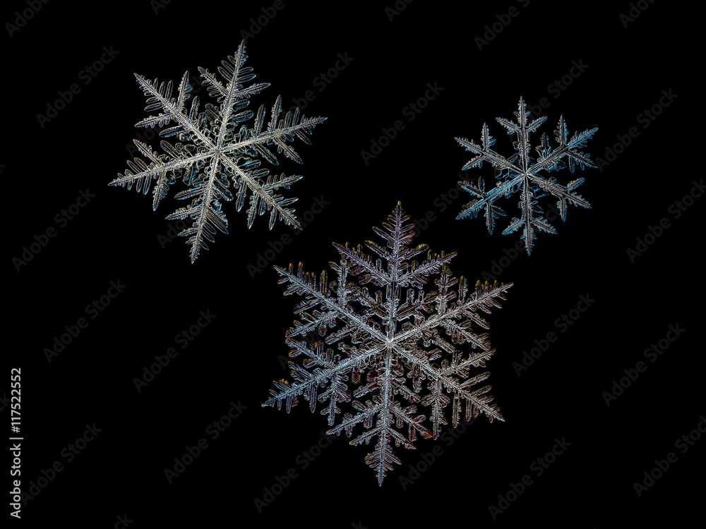 3 snowflakes, isolated on black background. This set created from three macro photos of real snow crystals (large fernlike dendrites). 3 snowflakes, isolated on black background. This set created from three macro photos of real snow crystals (large fernlike dendrites).