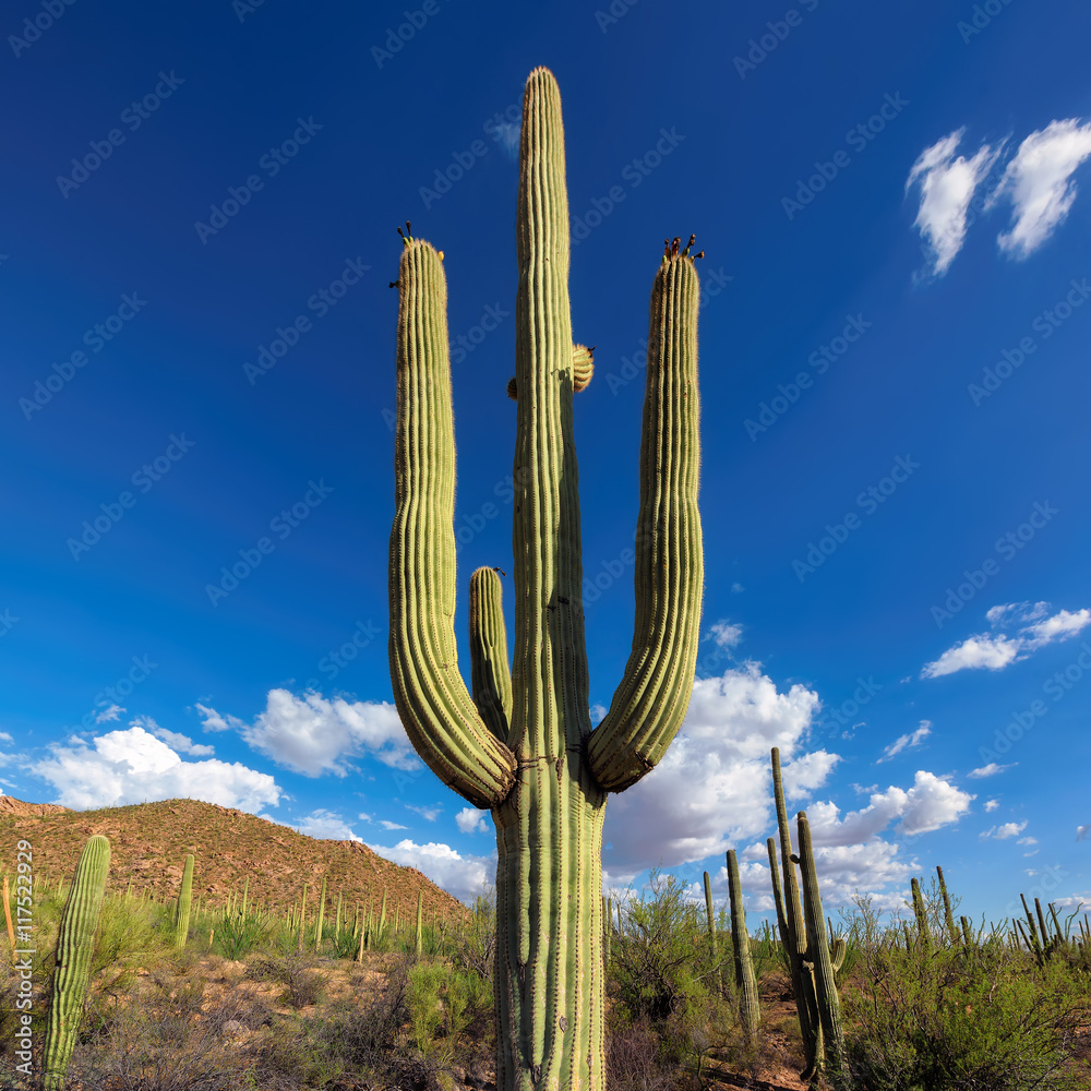 Saguaro cactus towers above the colorful Sonoran desert landscape