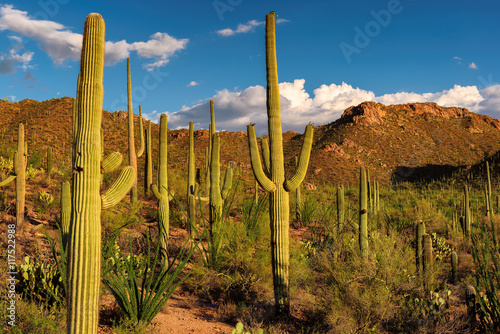 Saguaro cactus at Sunset in the Desert with Saguaro Cacti  photo
