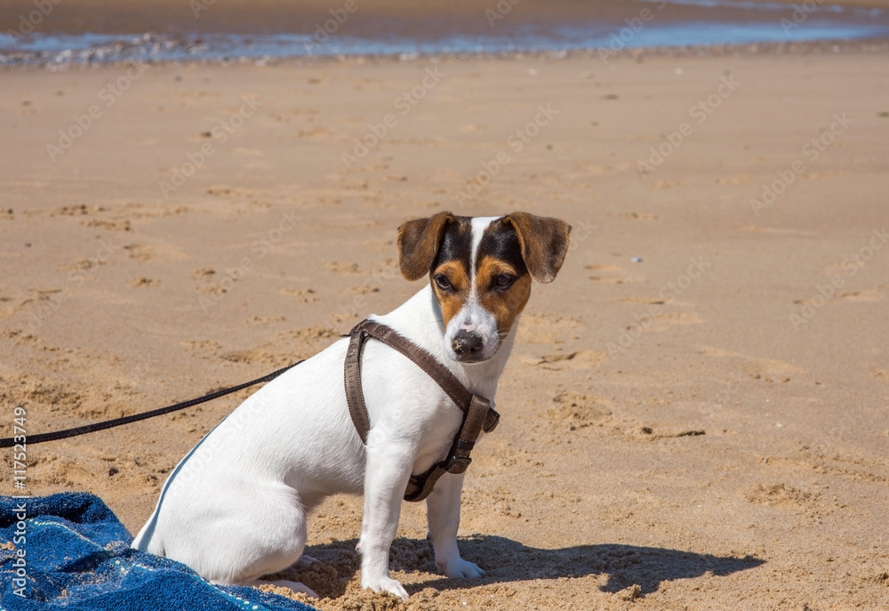 jack russel abandonné sur la plage jack russel abandonné sur la plage