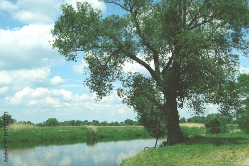 Havel river landscape with old willow trees in summertime. Vinta
