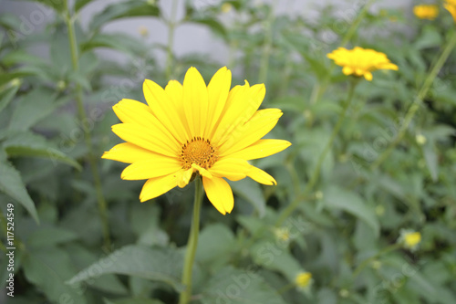 large camomile