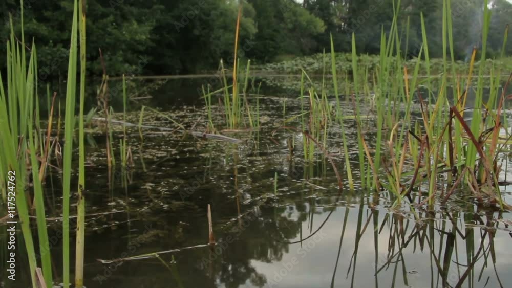 The marshy banks of the river. Floodplain shore. Camera movement over water. The marshy banks of the river. Floodplain shore. Camera movement over water.