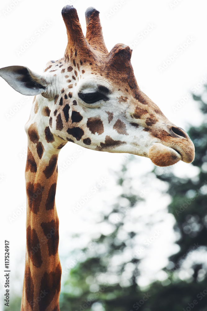 Giraffe head close up, in nature Giraffe head close up, in nature