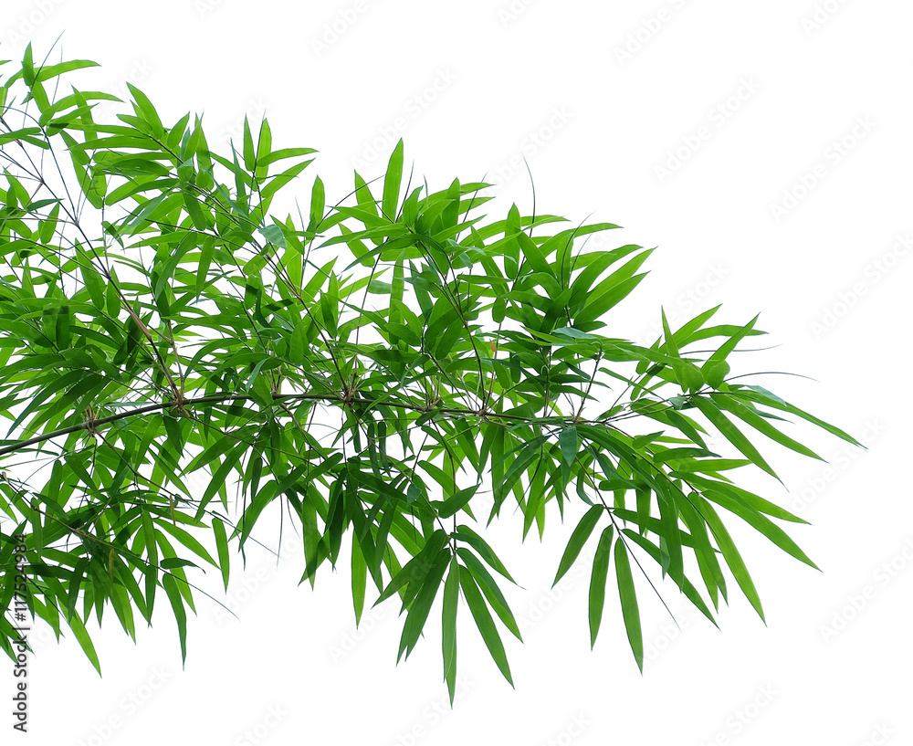 Obraz premium Green bamboo leaves on a white background