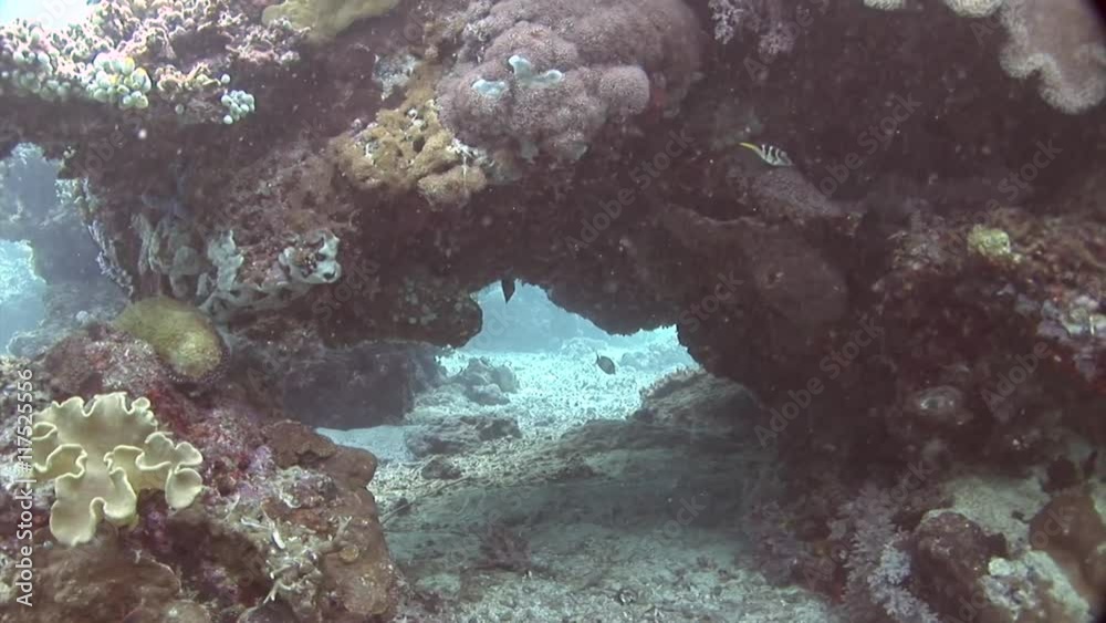 block with coral and fish scuba diving philippines block with coral and fish scuba diving philippines