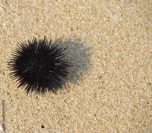 Sea urchin on sand © paunv