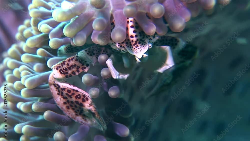 Porcellanidae porcelain crab scuba diving underwater philippines Stock ...