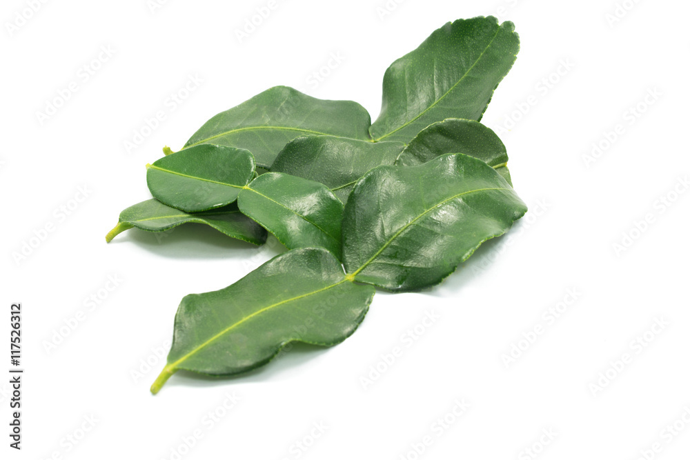 Bergamot leaf isolated on the white background Bergamot leaf isolated on the white background
